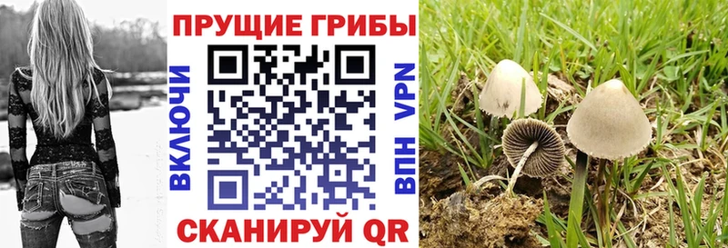Псилоцибиновые грибы мицелий  Калач-на-Дону 